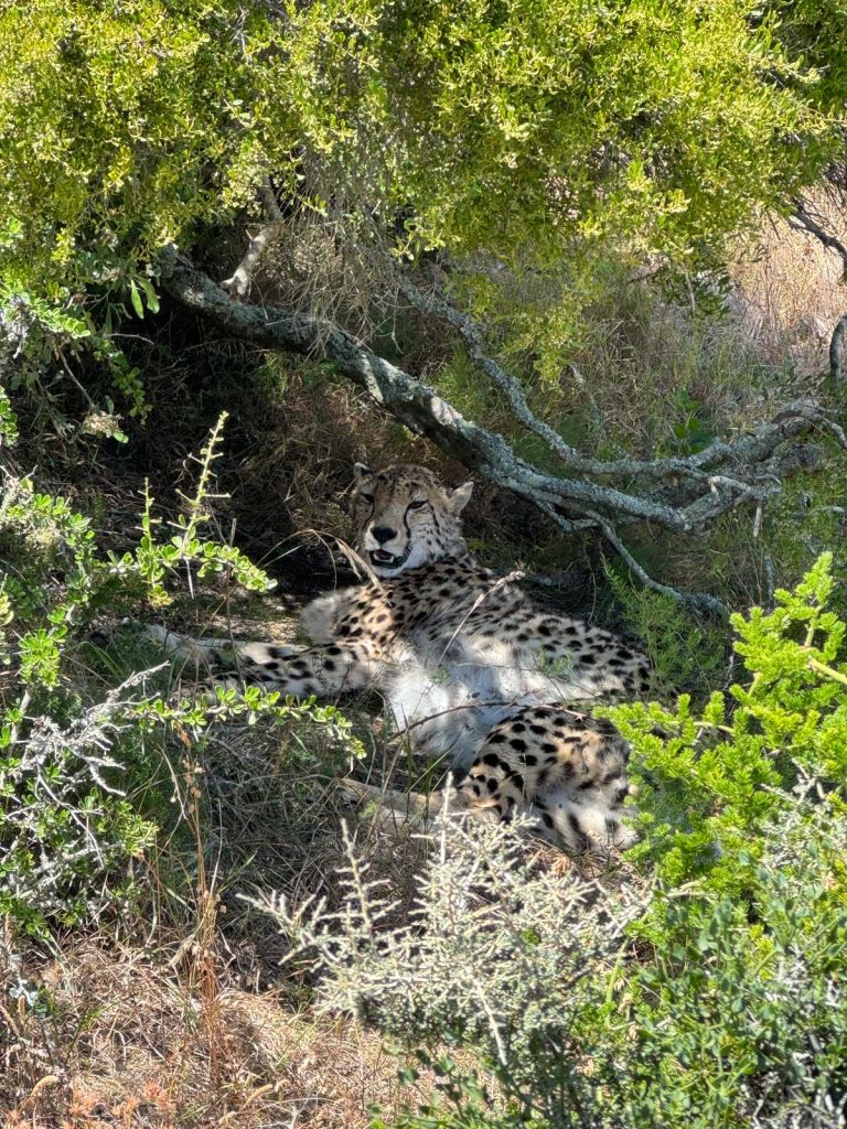 Ein Morgen im Kruger Park