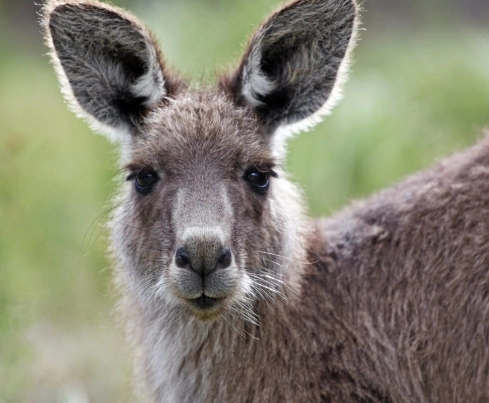 Australienreise Familie Thalmann