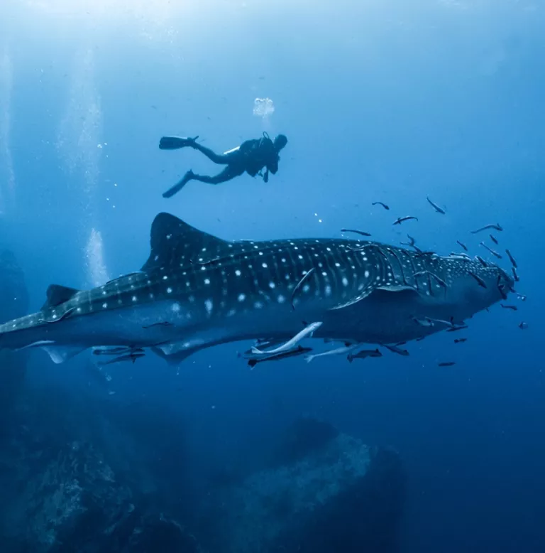 Malediven – Wasserbungalows und Babyhaie